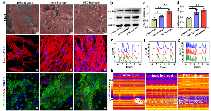 從海洋養(yǎng)殖廢棄物到促心梗修復(fù)的天然導(dǎo)電心肌補(bǔ)片