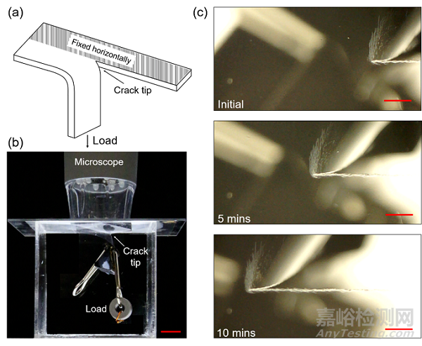 研究發(fā)現(xiàn)可降解塑料在降解過程中易于發(fā)生開裂而被破壞