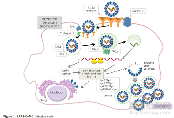 攻克新冠病毒的潛在藥物靶點概覽