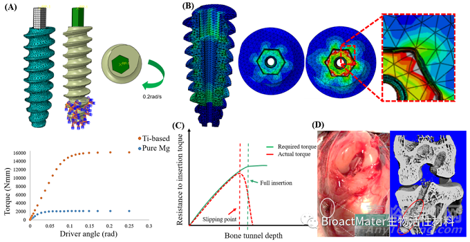 用于前交叉韌帶重建的可降解鎂基界面螺釘臨床轉(zhuǎn)化應用挑戰(zhàn)及開發(fā)策略