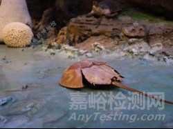 醫(yī)療器械熱原檢測方法簡介與對比