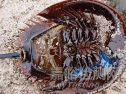 醫(yī)療器械熱原檢測方法簡介與對比