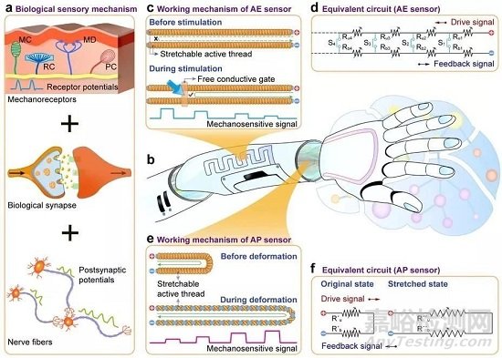 高性能纖維復合材料也能用于制備人工周圍感覺神經(jīng)器件