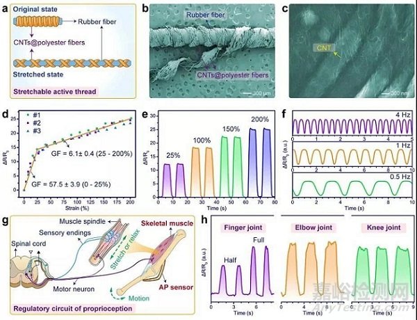 高性能纖維復合材料也能用于制備人工周圍感覺神經(jīng)器件