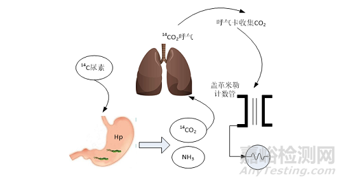 幽門螺桿菌檢測儀自動進樣系統(tǒng)的設(shè)計與實現(xiàn)