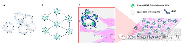 從馬骨中提取納米羥基磷灰石制備新型基因載體，用于牙髓干細胞成骨分化
