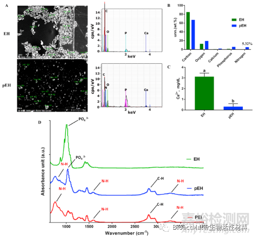 從馬骨中提取納米羥基磷灰石制備新型基因載體，用于牙髓干細胞成骨分化