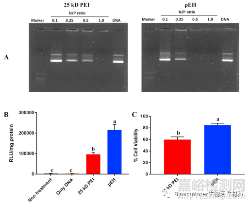 從馬骨中提取納米羥基磷灰石制備新型基因載體，用于牙髓干細胞成骨分化