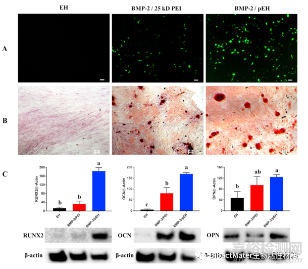從馬骨中提取納米羥基磷灰石制備新型基因載體，用于牙髓干細胞成骨分化