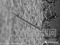 錫須形貌觀察與測量