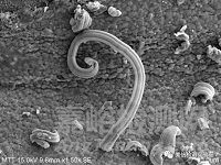 錫須形貌觀察與測量