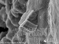 錫須形貌觀察與測量