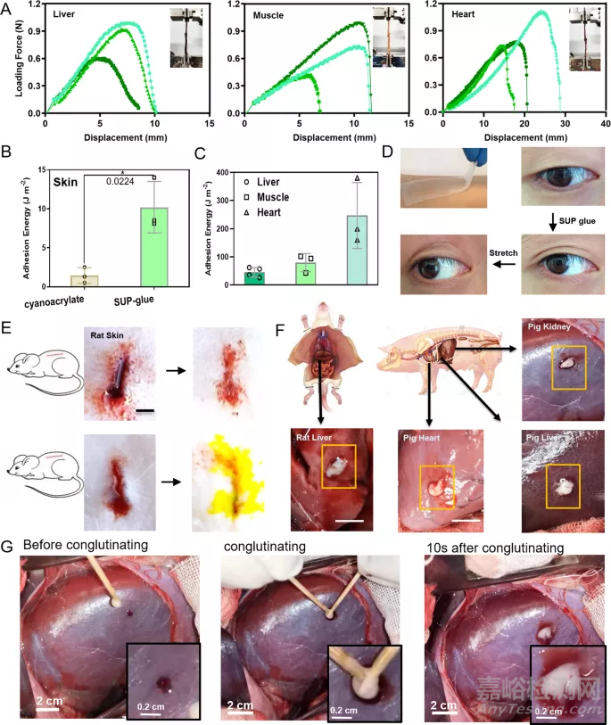 可加速傷口愈合、幾乎不結(jié)痂的超級(jí)生物膠水簡(jiǎn)介