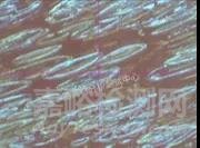 改性PC注塑出現(xiàn)“料花”的原因及解決措施