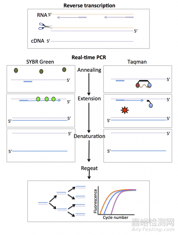 分子診斷技術全解析