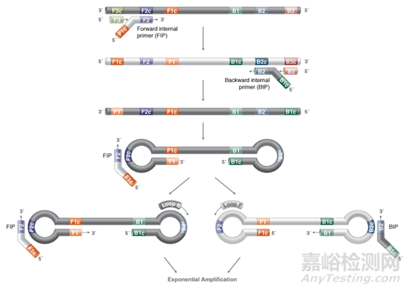 分子診斷技術全解析