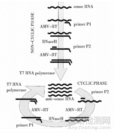 分子診斷技術全解析