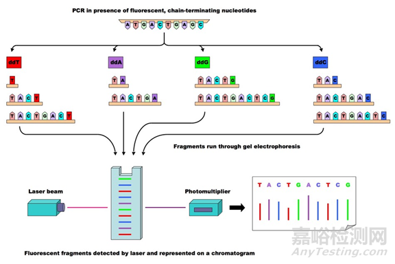 分子診斷技術全解析
