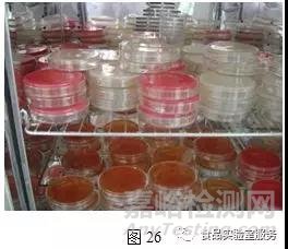 微生物取樣、樣品制備技巧及稀釋、接種、培養(yǎng)方法匯總