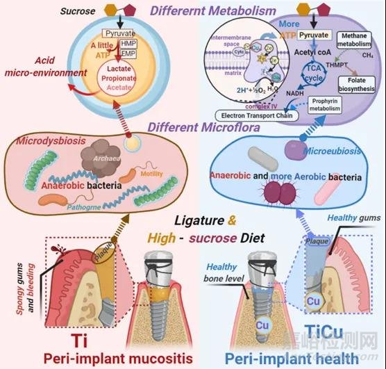 金屬所在含銅抗菌鈦合金研究取得重要進展
