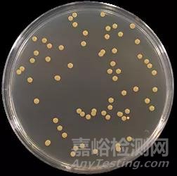 手把手教你做GB 4789.2-2016菌落總數(shù)測(cè)試