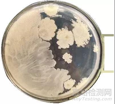 手把手教你做GB 4789.2-2016菌落總數(shù)測(cè)試