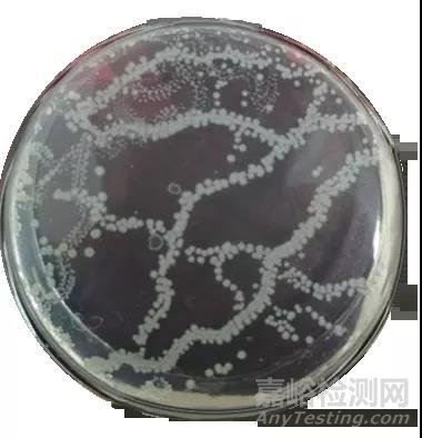 手把手教你做GB 4789.2-2016菌落總數(shù)測(cè)試