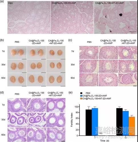 南通大學(xué)開發(fā)出“磁控避孕”新技術(shù)