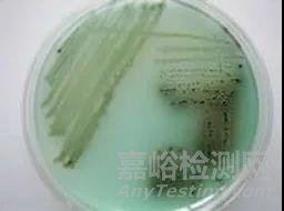 GB 4789.4-2016 沙門氏菌的檢驗過程及操作時的注意事項