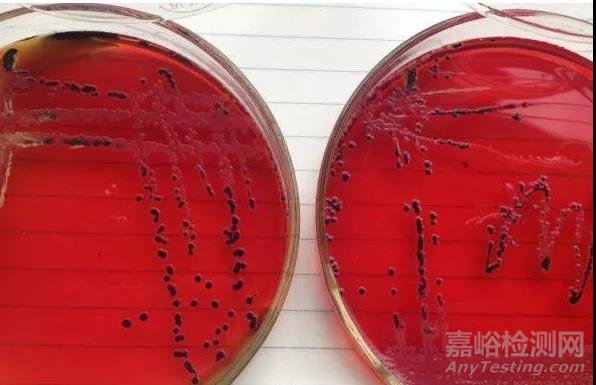 GB 4789.4-2016 沙門氏菌的檢驗過程及操作時的注意事項