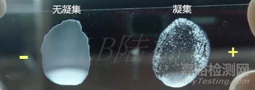 GB 4789.4-2016 沙門氏菌的檢驗過程及操作時的注意事項