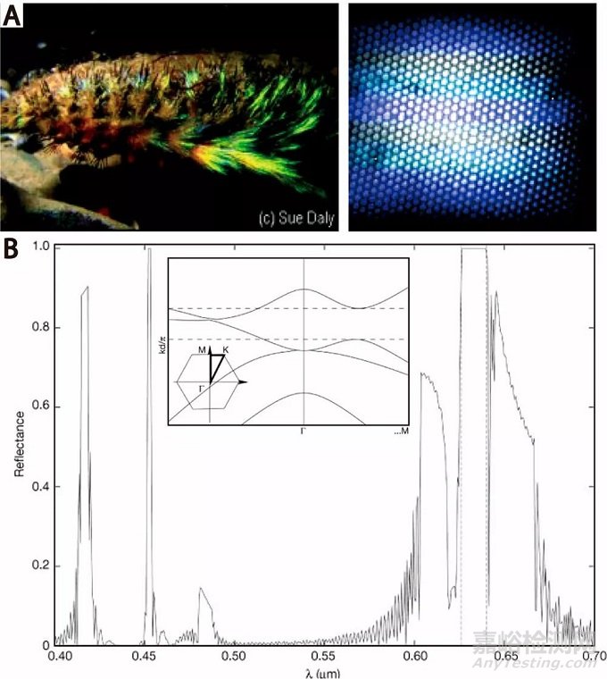 吉林大學汪大洋/程崇嶺《ACS Nano》綜述：為植入式生物醫(yī)學設備無線供電的皮下光收集技術進展