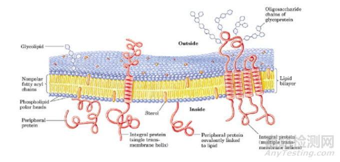 簡述水系統(tǒng)生物膜形成原因及防治