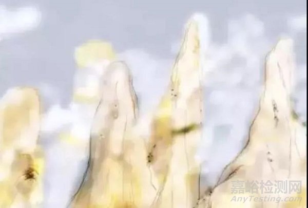 AFM的原理及應(yīng)用