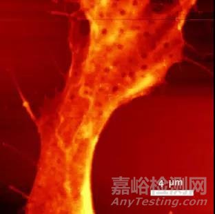 AFM的原理及應(yīng)用