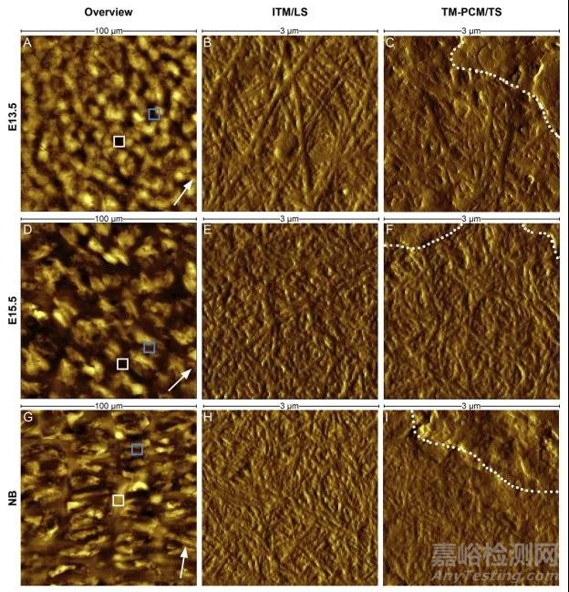 AFM的原理及應(yīng)用