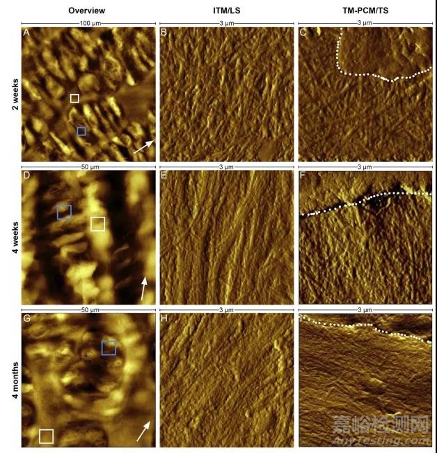 AFM的原理及應(yīng)用