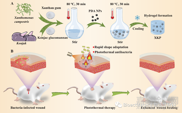 具有優(yōu)異的抗菌活性和快速形狀適應(yīng)性的復(fù)合食品膠水凝膠用于加速細菌感染傷口愈合|Bioactive Materials