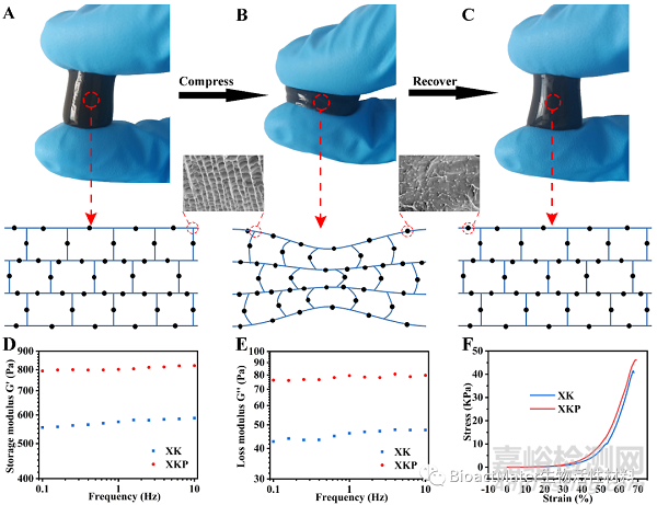 具有優(yōu)異的抗菌活性和快速形狀適應(yīng)性的復(fù)合食品膠水凝膠用于加速細菌感染傷口愈合|Bioactive Materials