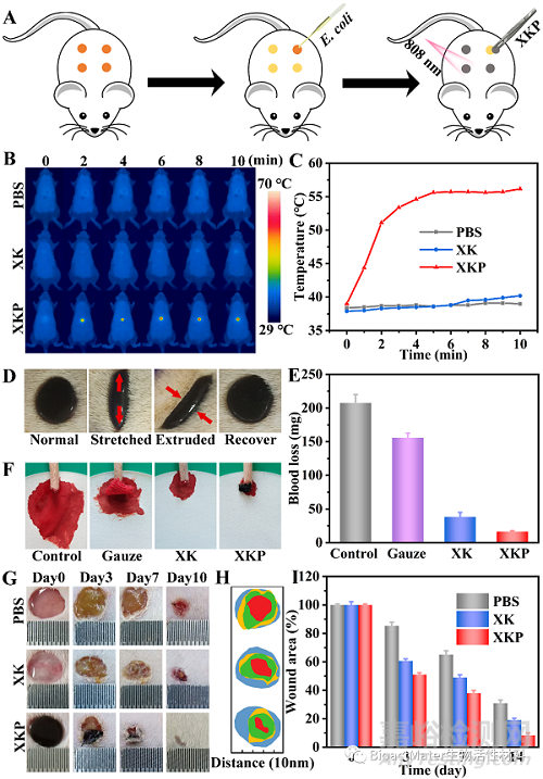 具有優(yōu)異的抗菌活性和快速形狀適應(yīng)性的復(fù)合食品膠水凝膠用于加速細菌感染傷口愈合|Bioactive Materials