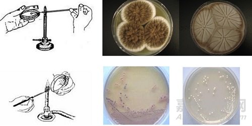 微生物檢測(cè)的接種、培養(yǎng)、分離純化、鑒定和保存