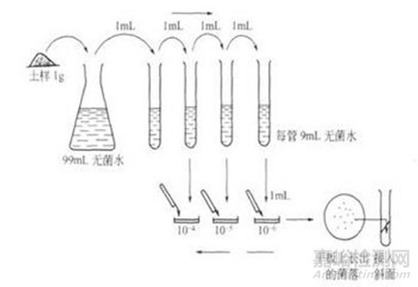 微生物檢測(cè)的接種、培養(yǎng)、分離純化、鑒定和保存