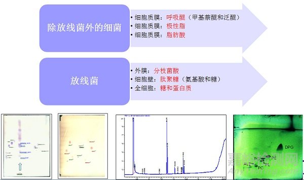 微生物檢測(cè)的接種、培養(yǎng)、分離純化、鑒定和保存