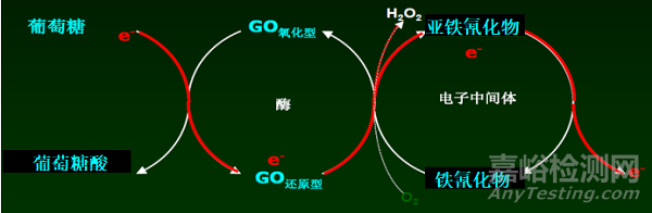 血糖儀的研發(fā)實(shí)驗(yàn)要求、相關(guān)標(biāo)準(zhǔn)與主要風(fēng)險(xiǎn)