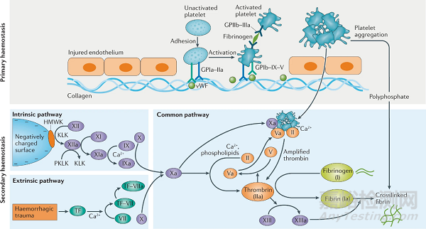 用于傷口愈合應(yīng)用的止血材料研發(fā)進(jìn)展