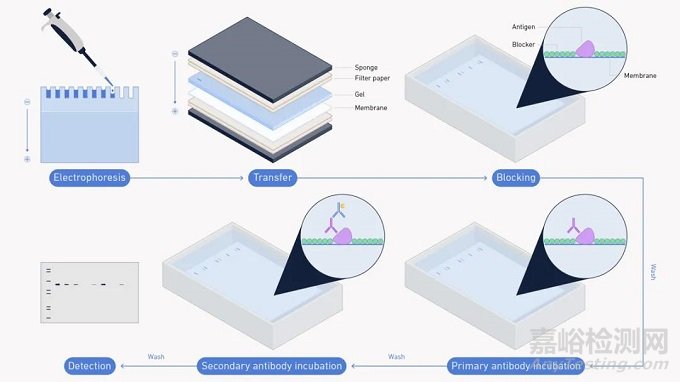 蛋白質(zhì)印跡（Western blot）實驗步驟、分析和目的