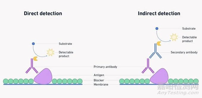 蛋白質(zhì)印跡（Western blot）實驗步驟、分析和目的