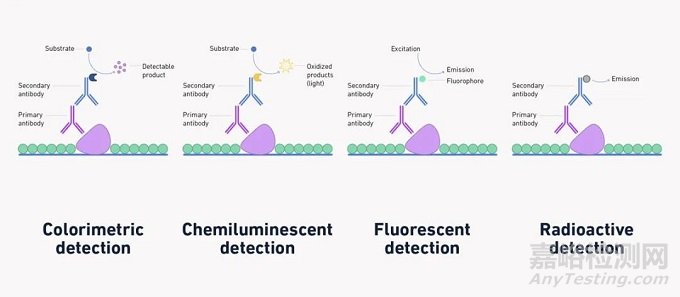 蛋白質(zhì)印跡（Western blot）實驗步驟、分析和目的