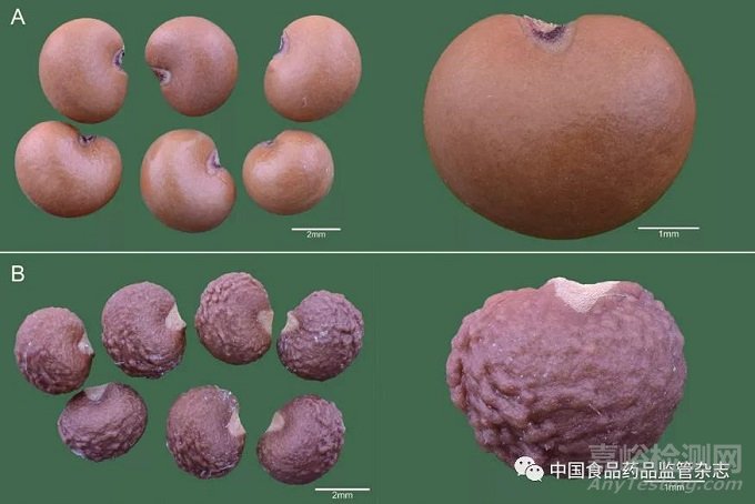 基于科學(xué)攝影對(duì)中藥材種子的微形態(tài)鑒別研究