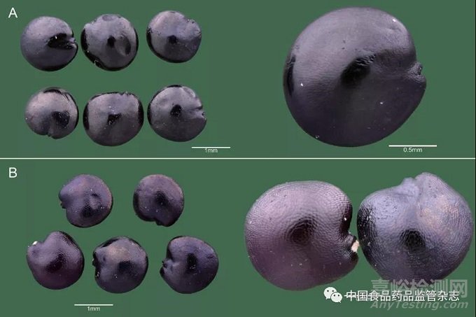 基于科學(xué)攝影對(duì)中藥材種子的微形態(tài)鑒別研究